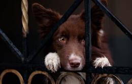 Ad Adria i cani di razza nel mirino dei ladri