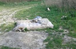 Oasi di Panarella, golena trasformata in discarica