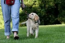 Bocconi avvelenati, a Bosaro cani e gatti sono a rischio