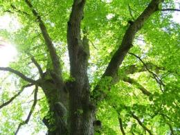 "Questo taglio non s'ha da fare", l'opposizione difende gli alberi secolari