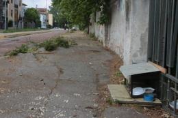 Topi grossi come gatti tra le case del quartiere