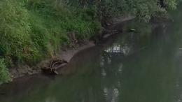 L'Adige in secca riporta alla luce il grande barcone