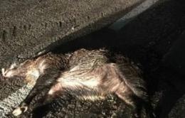Frontale fra auto e cinghiale, due feriti e un morto (l'ungulato)