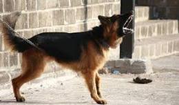 I cani abbaiano furiosamente, ladri costretti alla ritirata