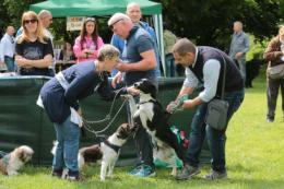 "Dog and the city", cani e padroni fanno festa a Rovigo