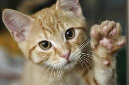 Giallo "felino" a Porto Viro, gatti scomparsi da settimane