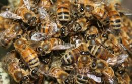 "Difendiamo e valorizziamo le api, utilissime per la biodiversità del nostro pianeta” 