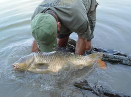 Corsi d'acqua ripopolati con 1300 carpe