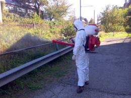Invasione di zanzare e scarafaggi