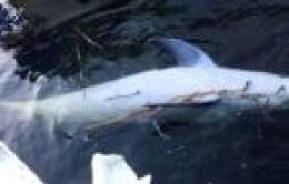 Un delfino morto ritrovato in porto