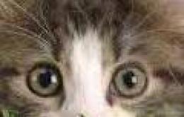 Decine di gatti scomparsi: l'allarme corre in rete