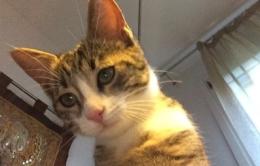 Gatti seviziati, torturati e uccisi 