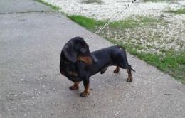 Cane investito da un pirata mentre è al guinzaglio