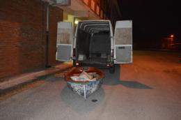 Colpo ai "predoni del Po", maxi sequestro di carpe 