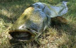 Un pesce monster di 2 metri e 30 centimetri in Canalbianco