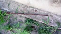 Gattina infilzata con un tondino di ferro