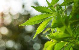 "No al referendum sulla cannabis". Ecco perché