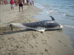 Un altro delfino trovato morto in spiaggia 