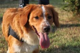 Aggredito da tre cani randagi