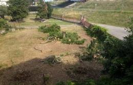 Alberi tagliati in via Roma, scatta la protesta