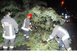 Vigili del fuoco al lavoro tutta la notte per gli alberi caduti