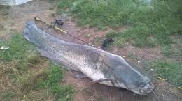 Pescato un altro mostro nel Po