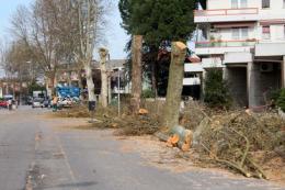 Cura degli alberi, ora regole ferree a Rovigo