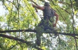 Restyling per gli alberi di palazzo Pretorio