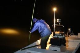 Guerra e fucilate tra bande per la pesca al siluro