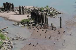 Adige e Po in secca: limiti drastici ai prelievi per l'agricoltura 