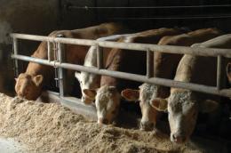 Assolto l'allevatore dei "bovini dopati"