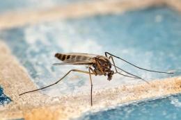 West Nile, due focolai con zanzare infette a Rovigo e Porto Viro