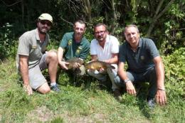 Più di 1300 carpe liberate in Canalbianco
