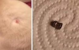 Gattino ferito con  una carabina