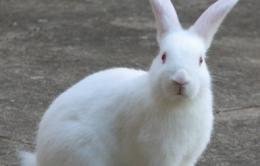 E’ tutto pronto per il “Bunny party”