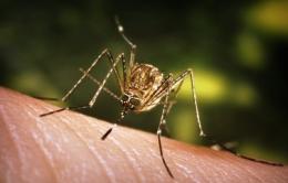 Il virus West Nile uccide un anziano