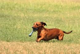 Prende a calci il cagnolino e lo manda in fin di vita