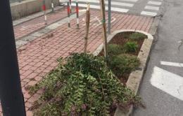 Vandali in viale Matteotti, danni agli alberi