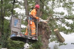 Undici alberi “kaputt” a San Pio X