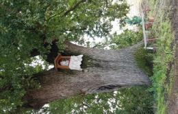 Si spezza il ramo della quercia