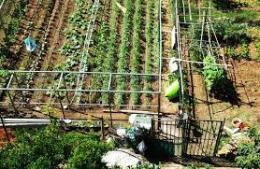 Razzia ai danni degli orti degli anziani