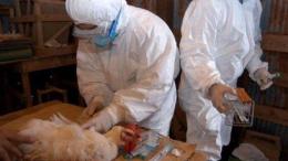 Aviaria, Honk Kong blocca le importazione del pollame
