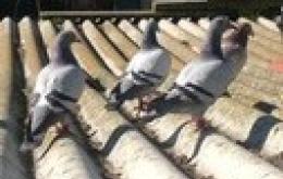 Sono troppi in azienda: caccia ai colombi alla Bormioli