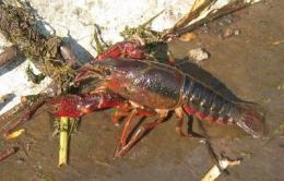 L'invasione del gambero rosso killer