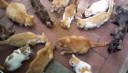 Nuovo gattile, i lavori sono bloccati