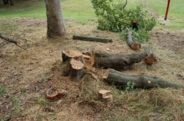 Alberi malati in Santa Maria nord
