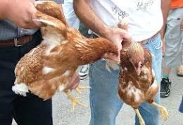 Ruba i polli e poi li sgozza. La difesa: &egrave; un regalo dei ladri