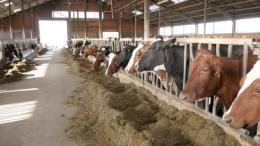 Bovini dopati: uno su 17 era stato... gonfiato