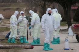 Influenza aviaria: Nuovi test sui bovini e latte crudo 