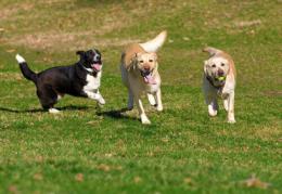 In Commenda arriva un'area tutta per loro